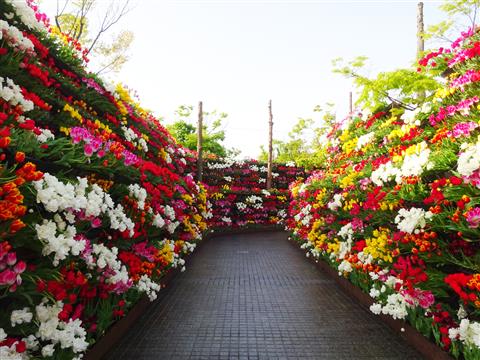 花の大谷 c（公社）とやま観光推進機構